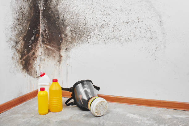 Best Best Mold Removal Companies  in Odessa, TX