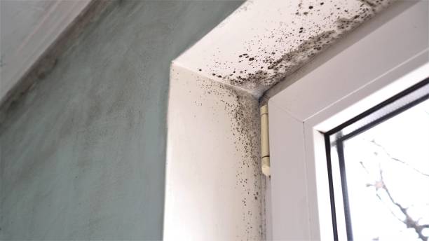 Best Fast Mold Removal  in Odessa, TX