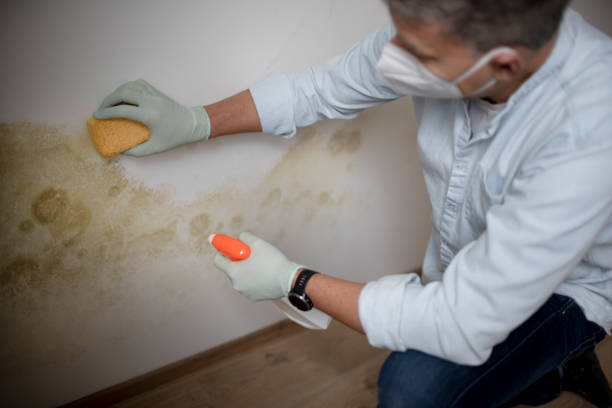 Reliable Odessa, TX Mold Removal Solutions