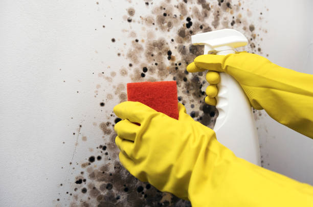 Certified Mold Removal in Odessa, TX