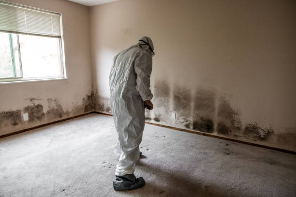 Best Attic Mold Removal  in Odessa, TX