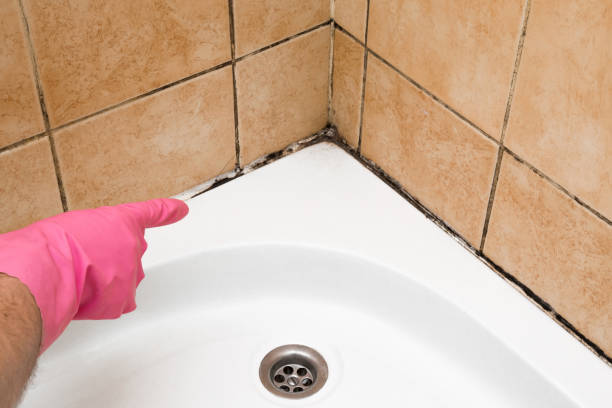 Professional Mold Removal in Odessa, TX